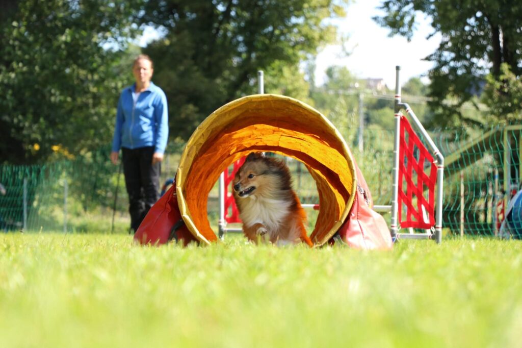 Agility na cvičišti ZKO Žamberk