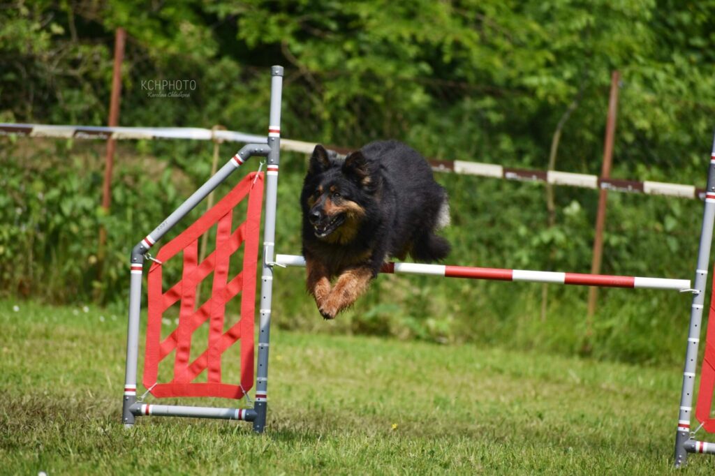 Pes na agility parkuru