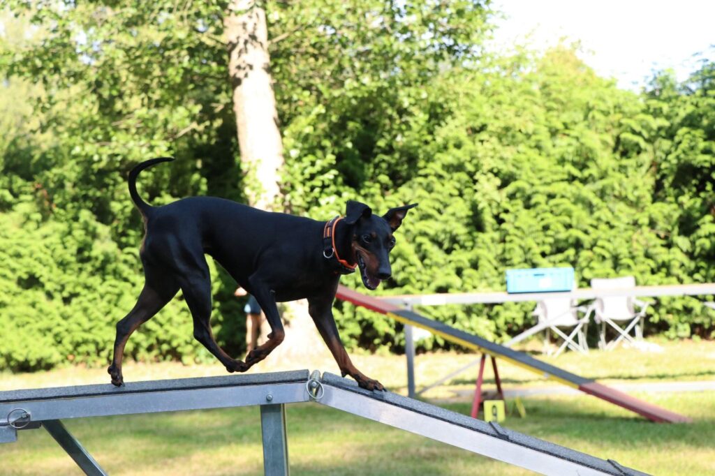 Agility tým ZKO Žamberk